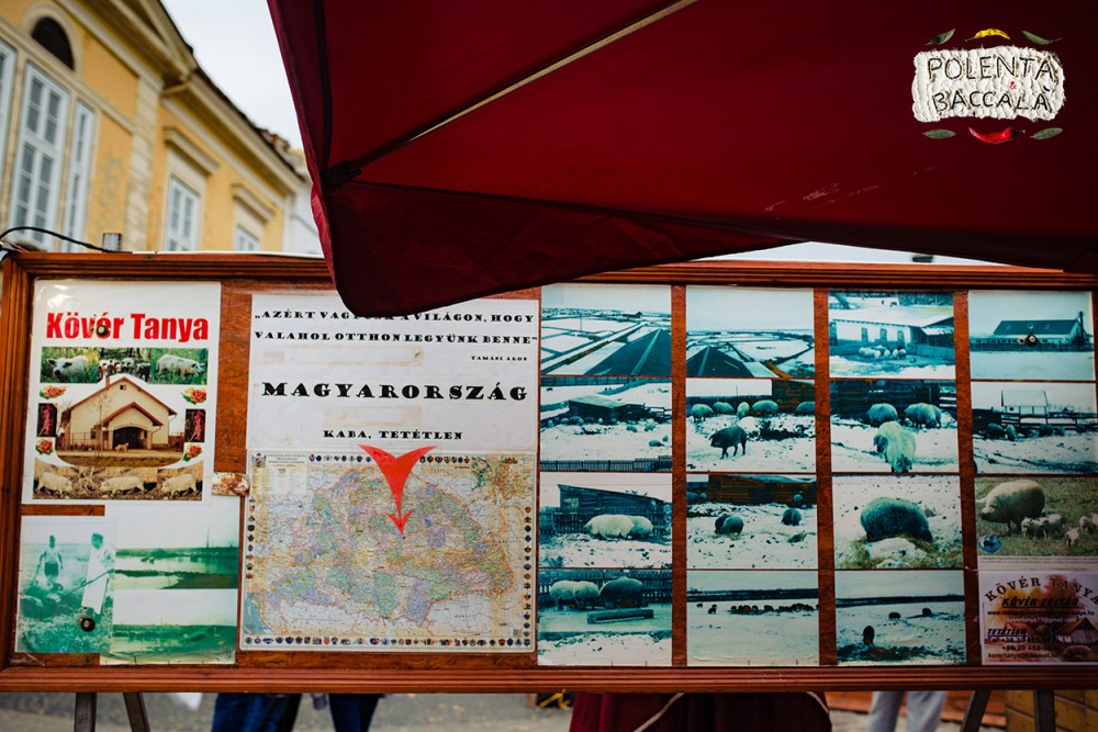 mangalica_fesztival_2018 (11)