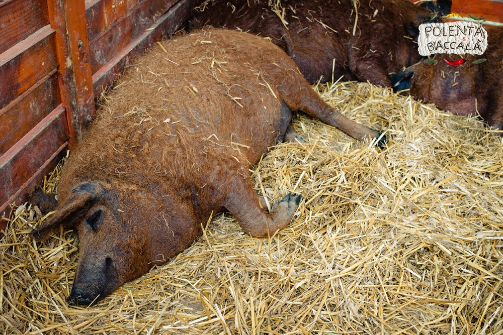 mangalica_fesztival_2018 (16)
