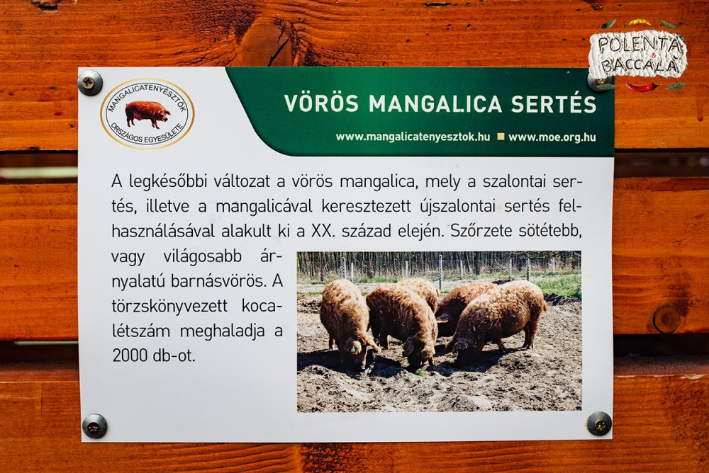 mangalica_fesztival_2018 (17)