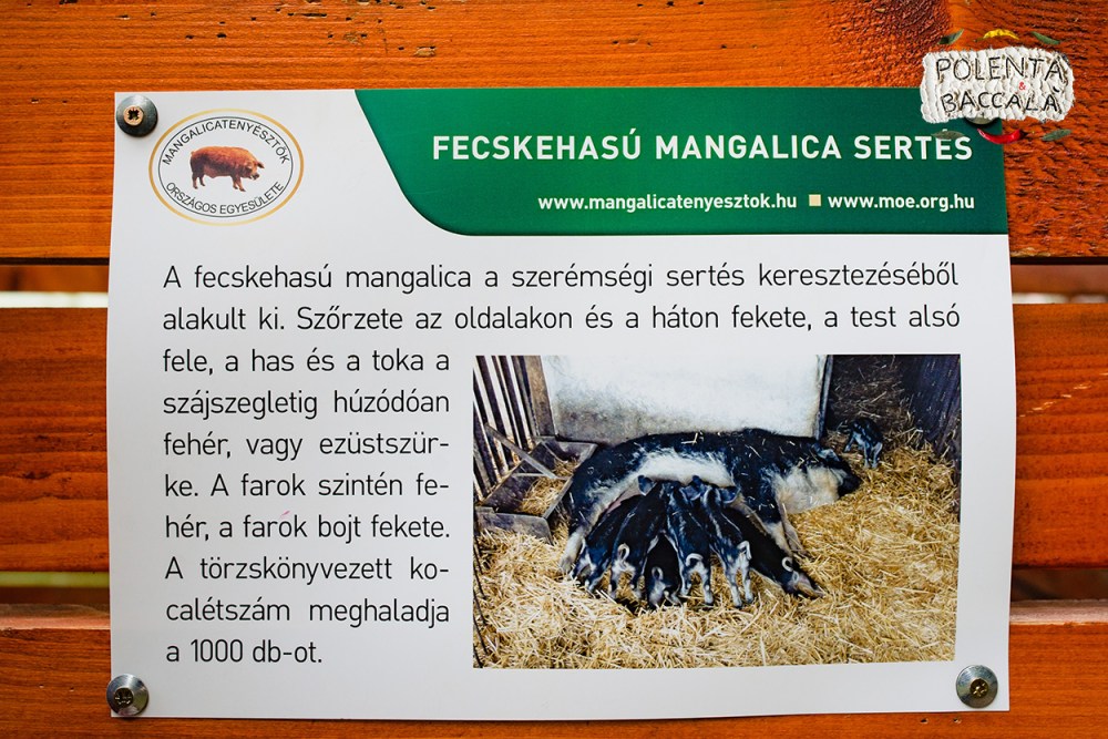 mangalica_fesztival_2018 (20)
