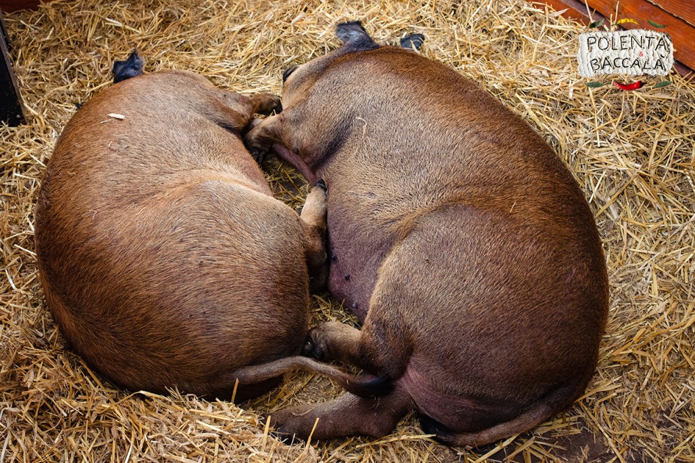 mangalica_fesztival_2018 (22)